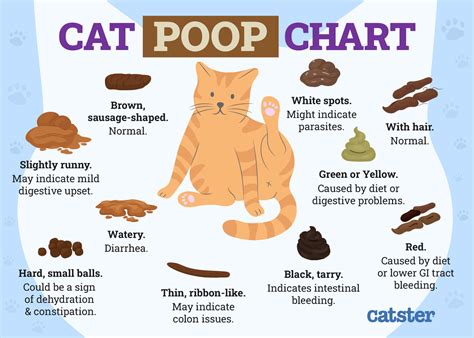 cat leaks poop|My Cat is Leaking Poop: Causes, Treatment, and Prevention